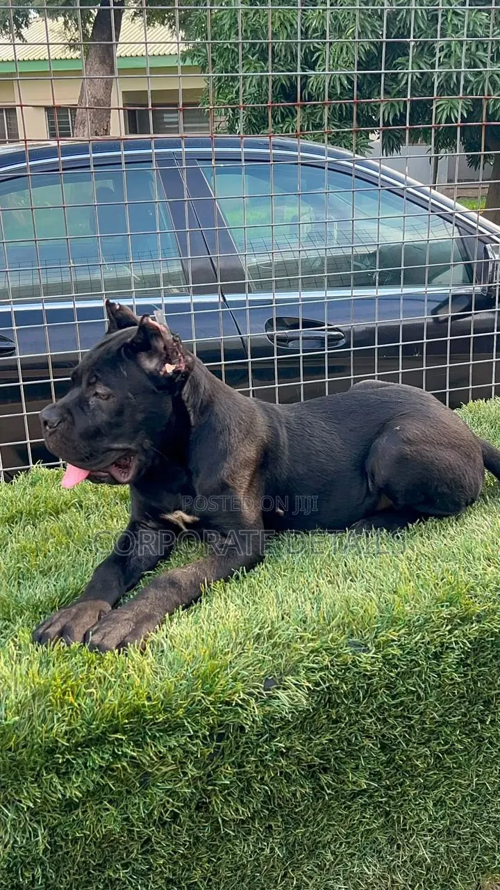 1-3 months Male Purebred Cane Corso