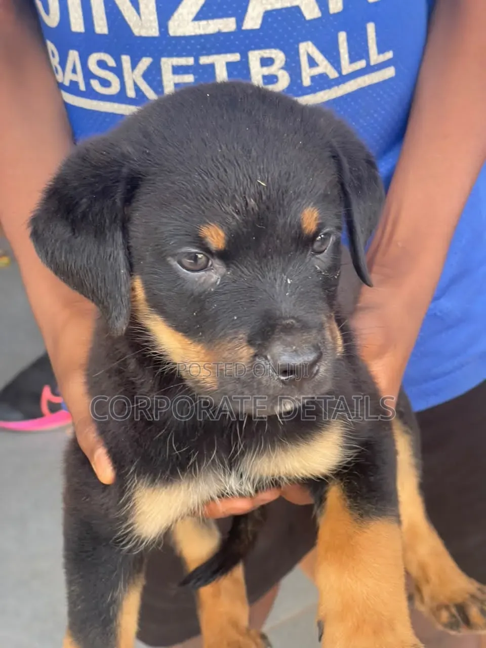 1-3 months Male Purebred Rottweiler