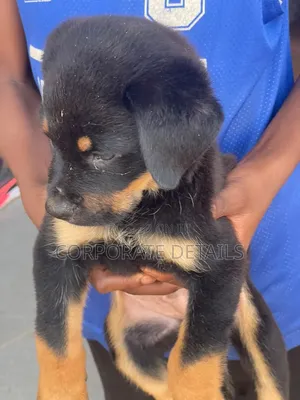 1-3 months Male Purebred Rottweiler