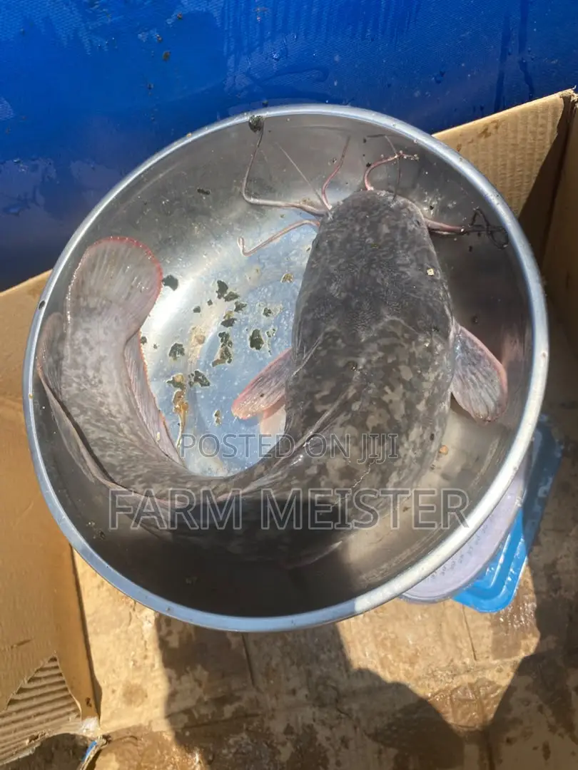 Premium Catfish (500g+) – Wholesale & Retail