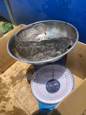Premium Catfish (500g+) – Wholesale & Retail