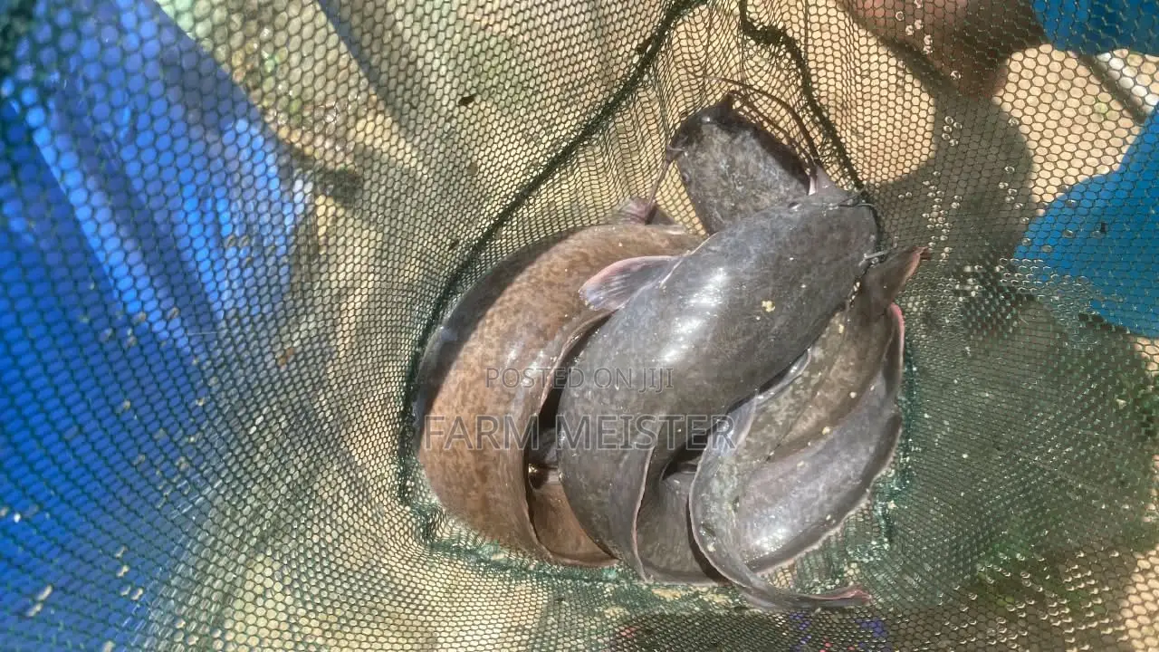 Premium Catfish (500g+) – Wholesale & Retail