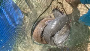 Premium Catfish (500g+) – Wholesale & Retail