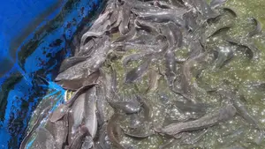 Premium Catfish (500g+) – Wholesale & Retail