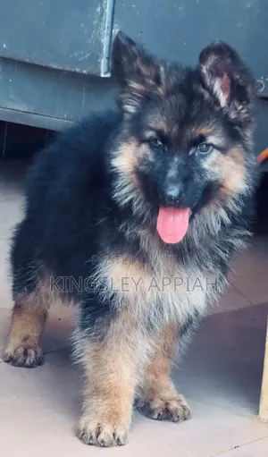 1-3 months Male Purebred German Shepherd