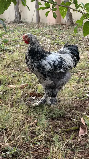 Brahma Chiken for Sale