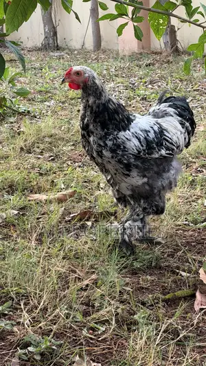 Brahma Chiken for Sale