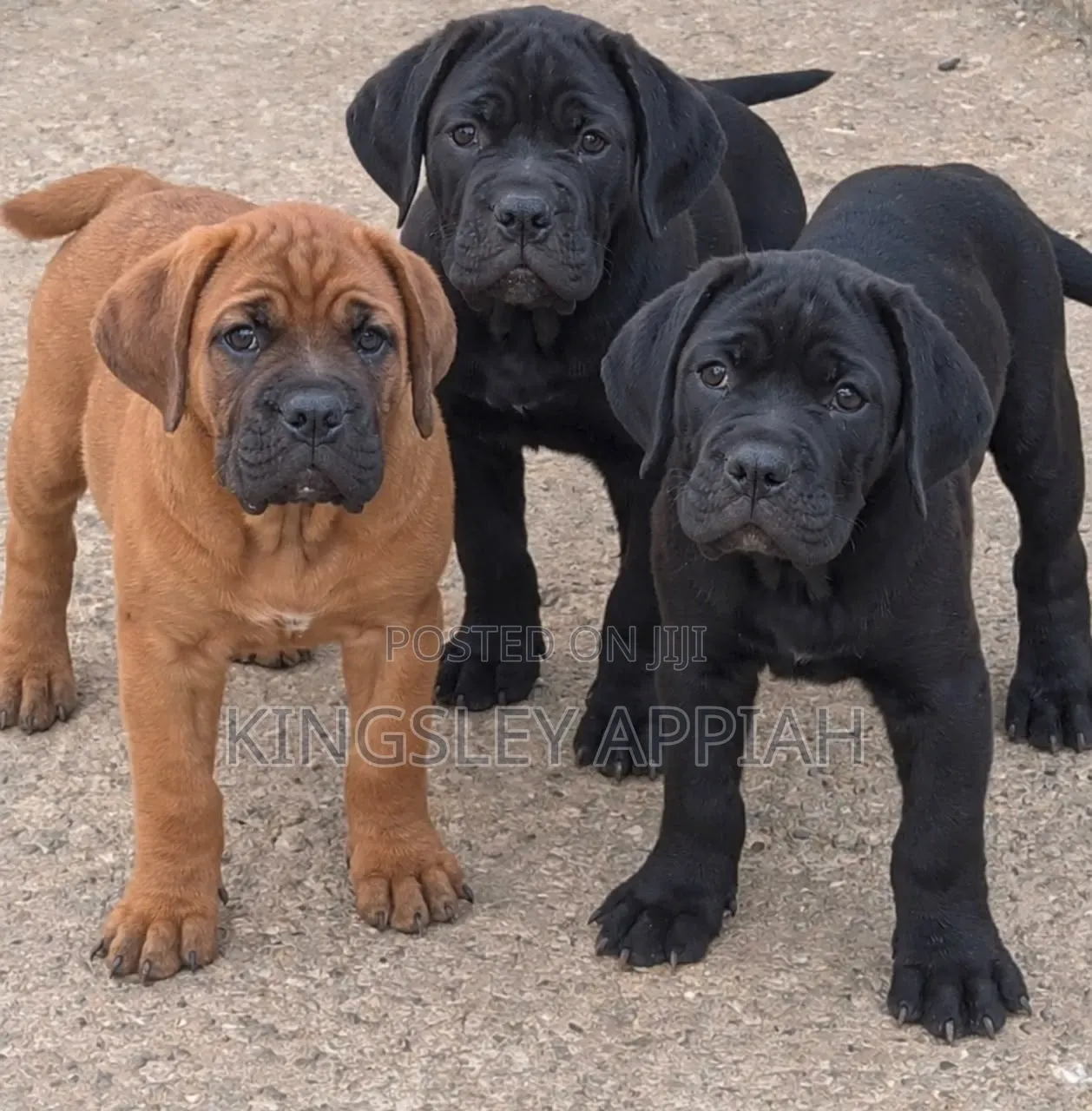 1-3 months Female Purebred Boerboel