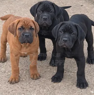 1-3 months Female Purebred Boerboel