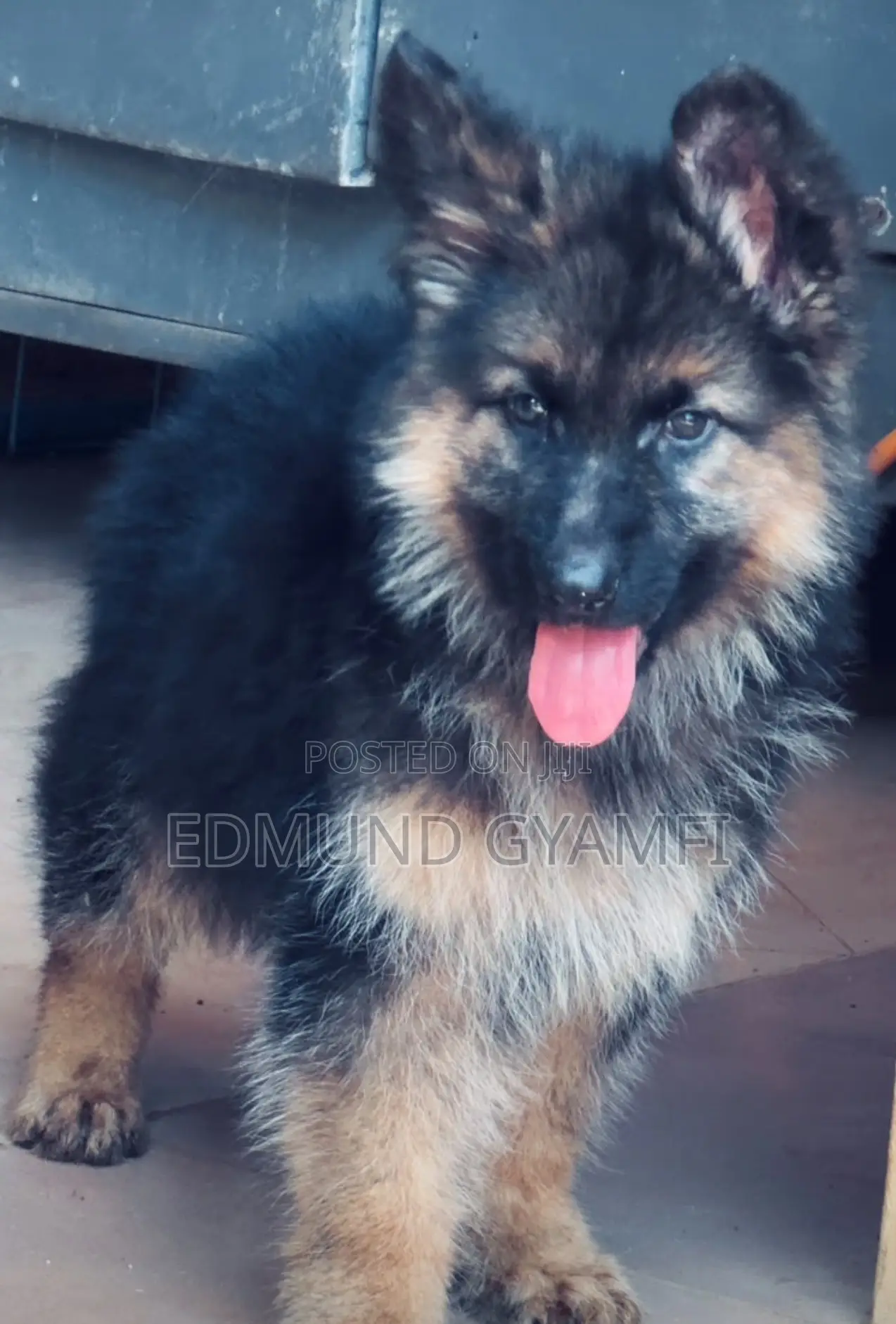 1-3 months Male Purebred German Shepherd