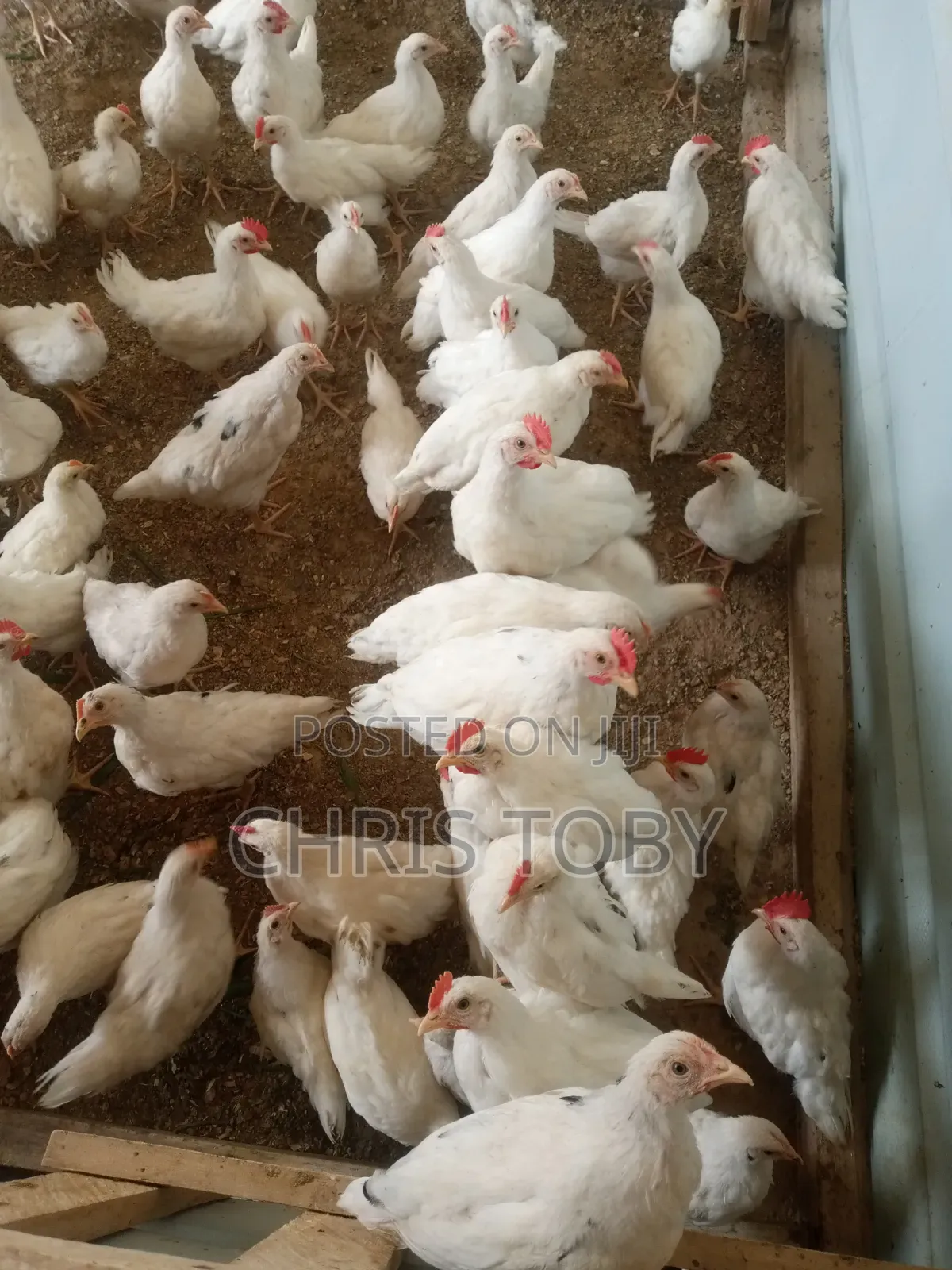 Free Range Birds - Poultry Farming