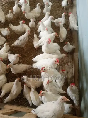 Free Range Birds - Poultry Farming