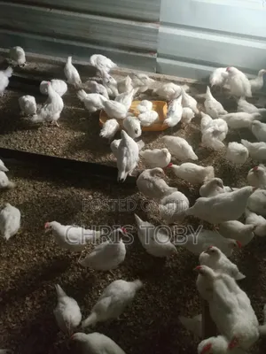 Free Range Birds - Poultry Farming