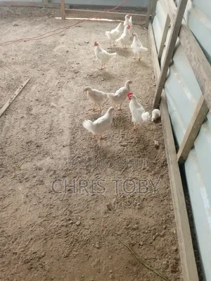 Free Range Birds - Poultry Farming
