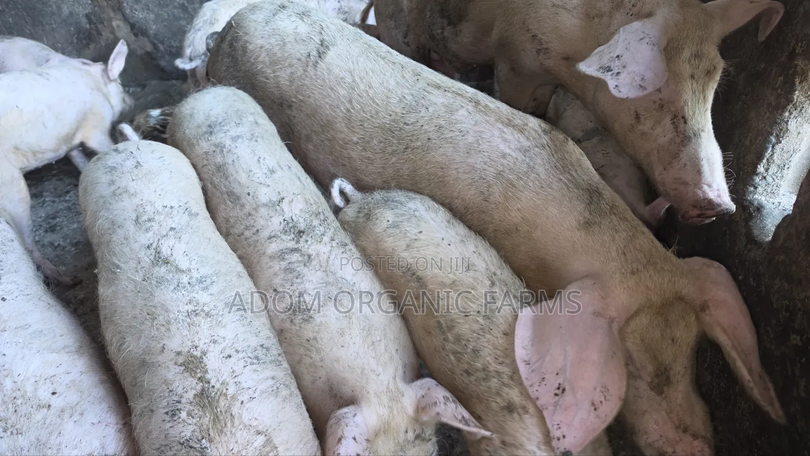Foreign Pigs Available for Breeding and Meat