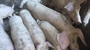 Foreign Pigs Available for Breeding and Meat