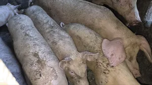 Foreign Pigs Available for Breeding and Meat