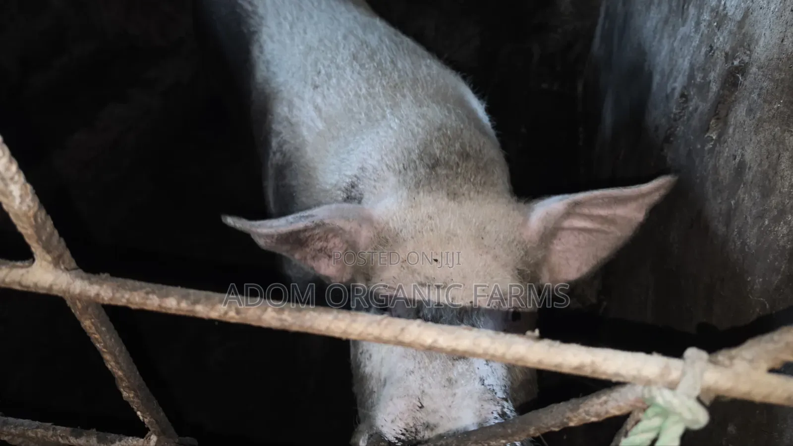 Foreign Pigs Available for Breeding and Meat
