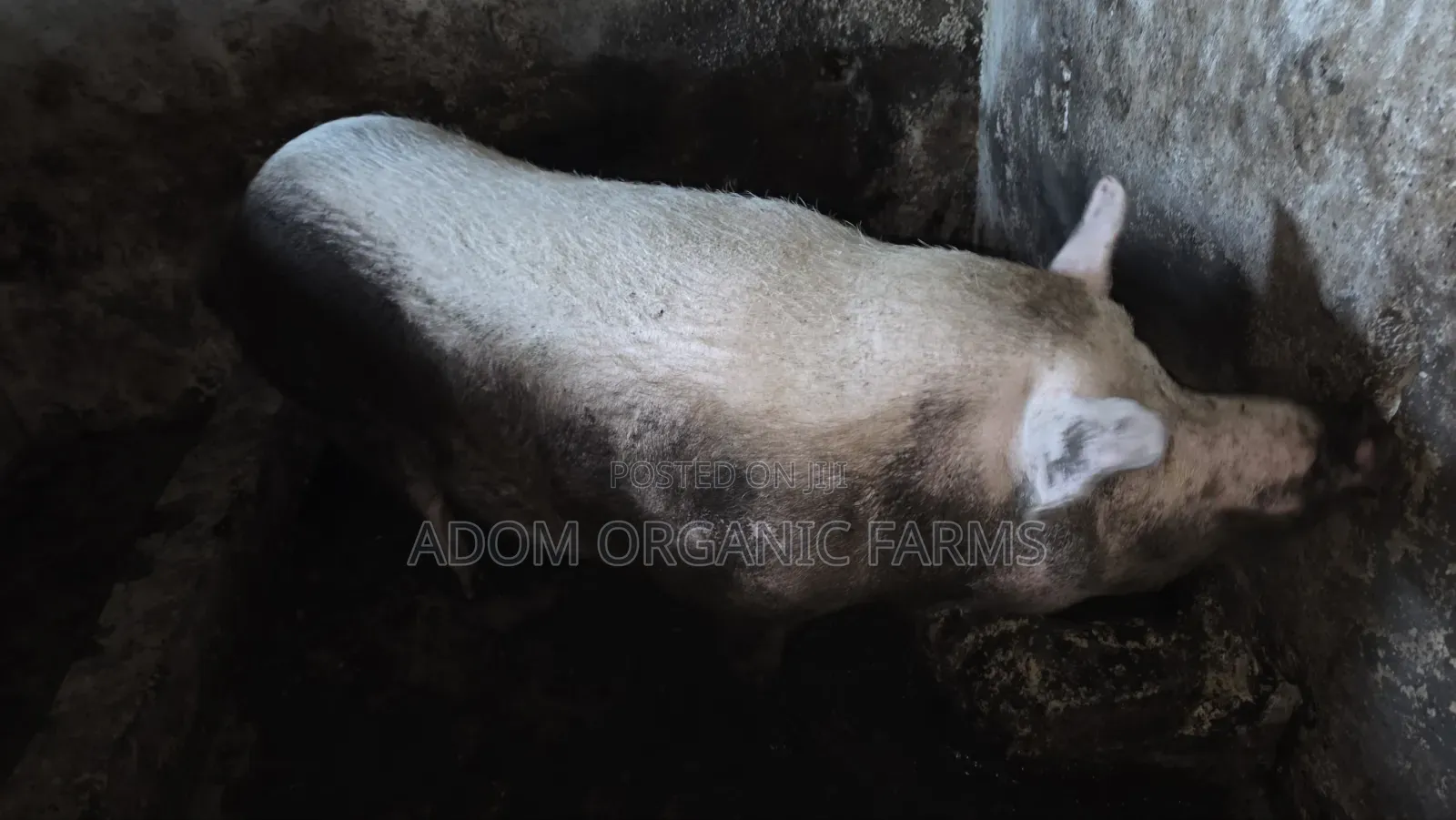 Foreign Pigs Available for Breeding and Meat