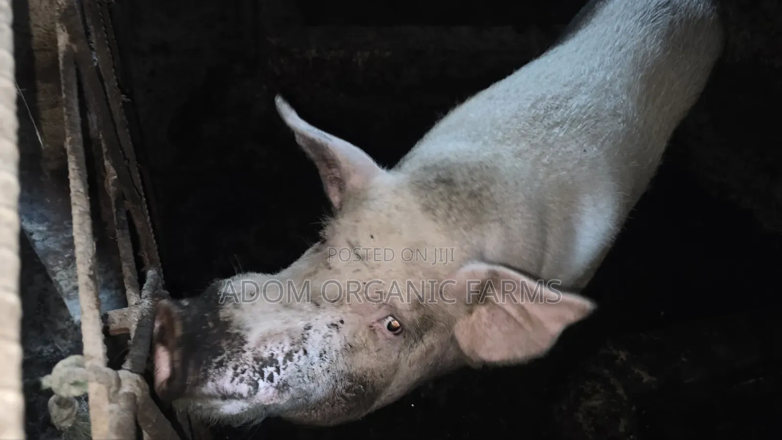 Foreign Pigs Available for Breeding and Meat