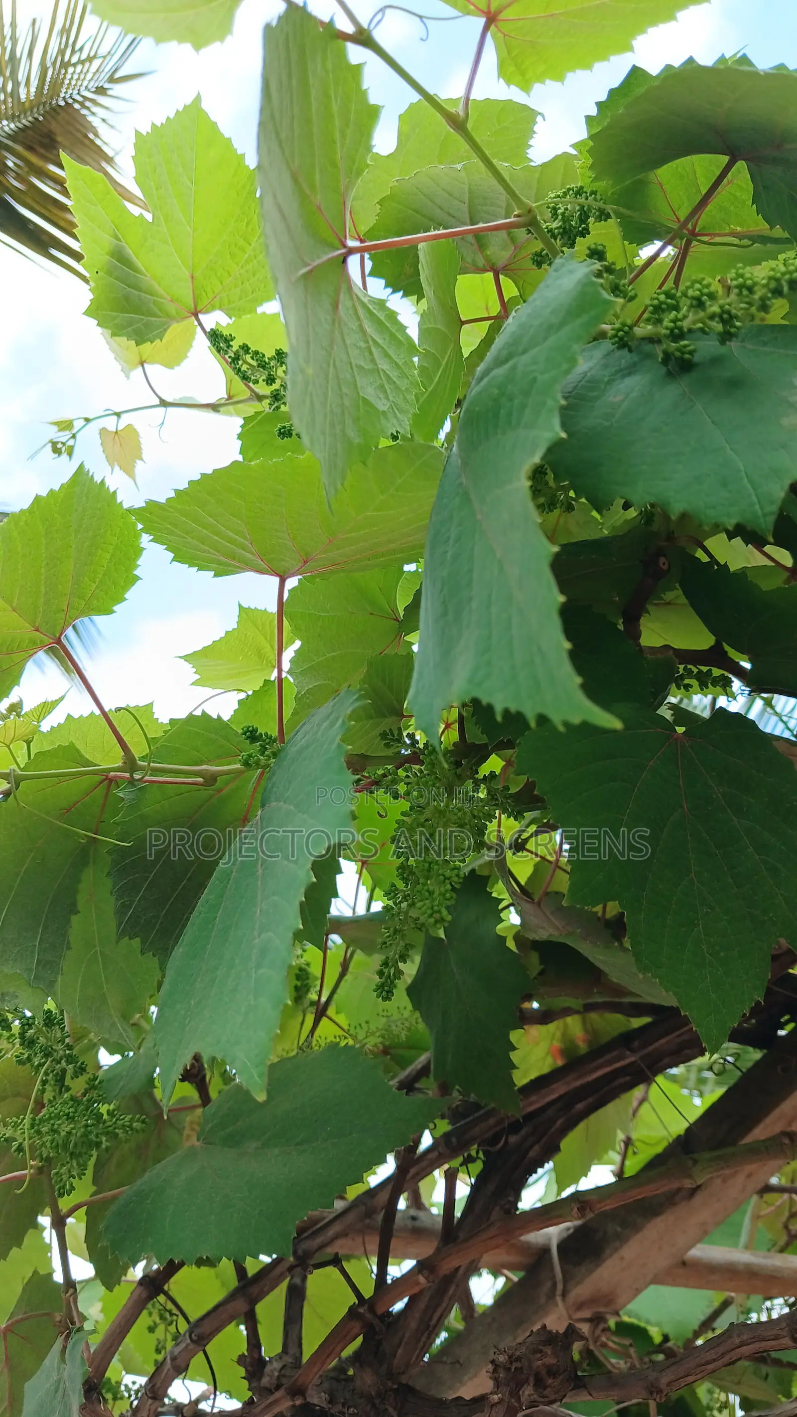 Grapes Prunning Service