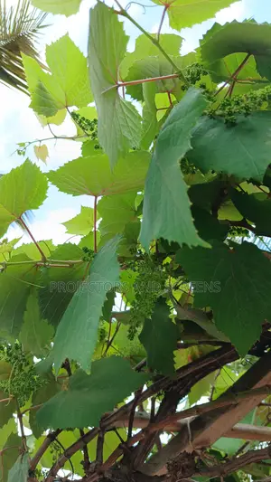 Grapes Prunning Service