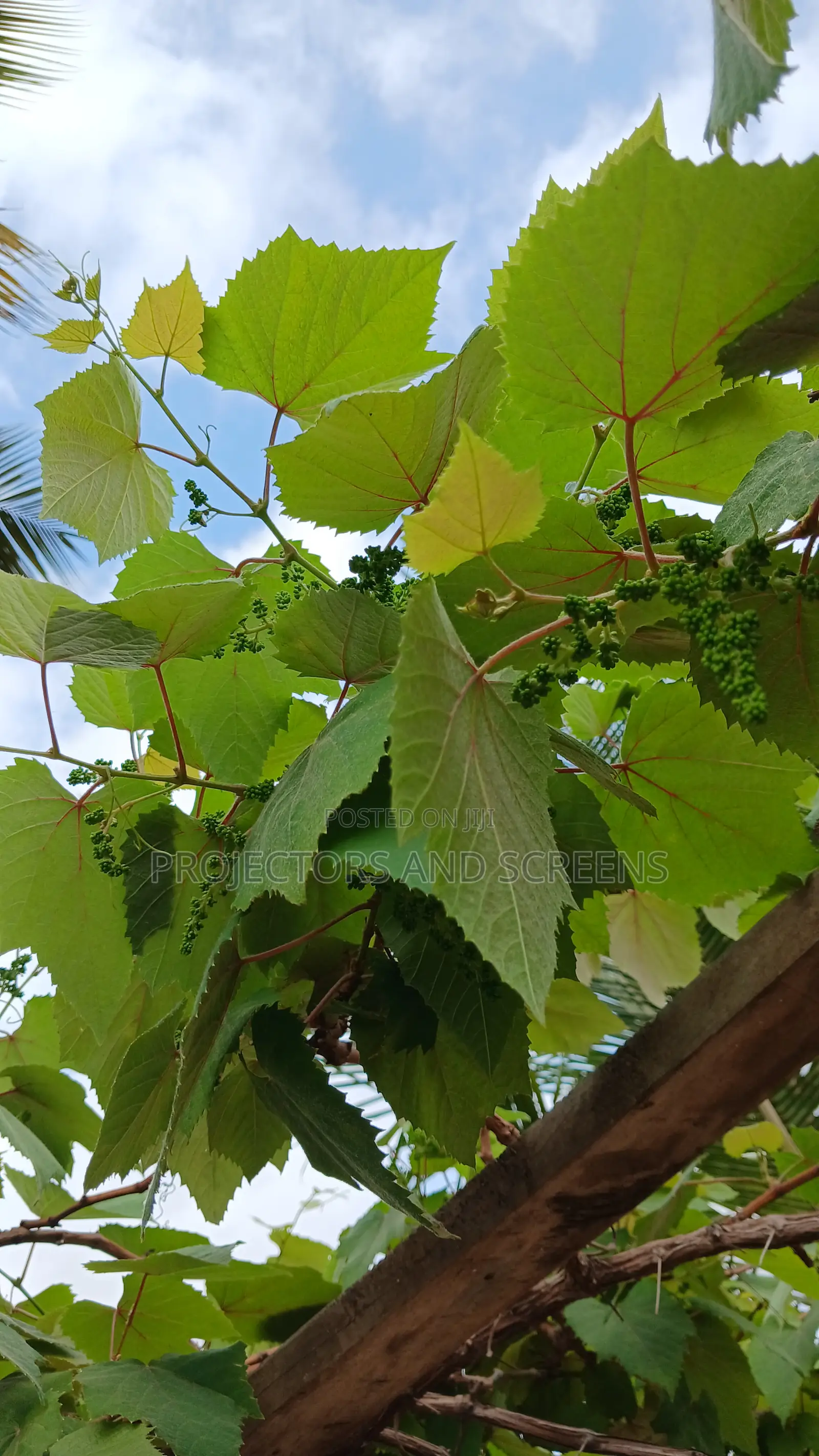 Grapes Prunning Service
