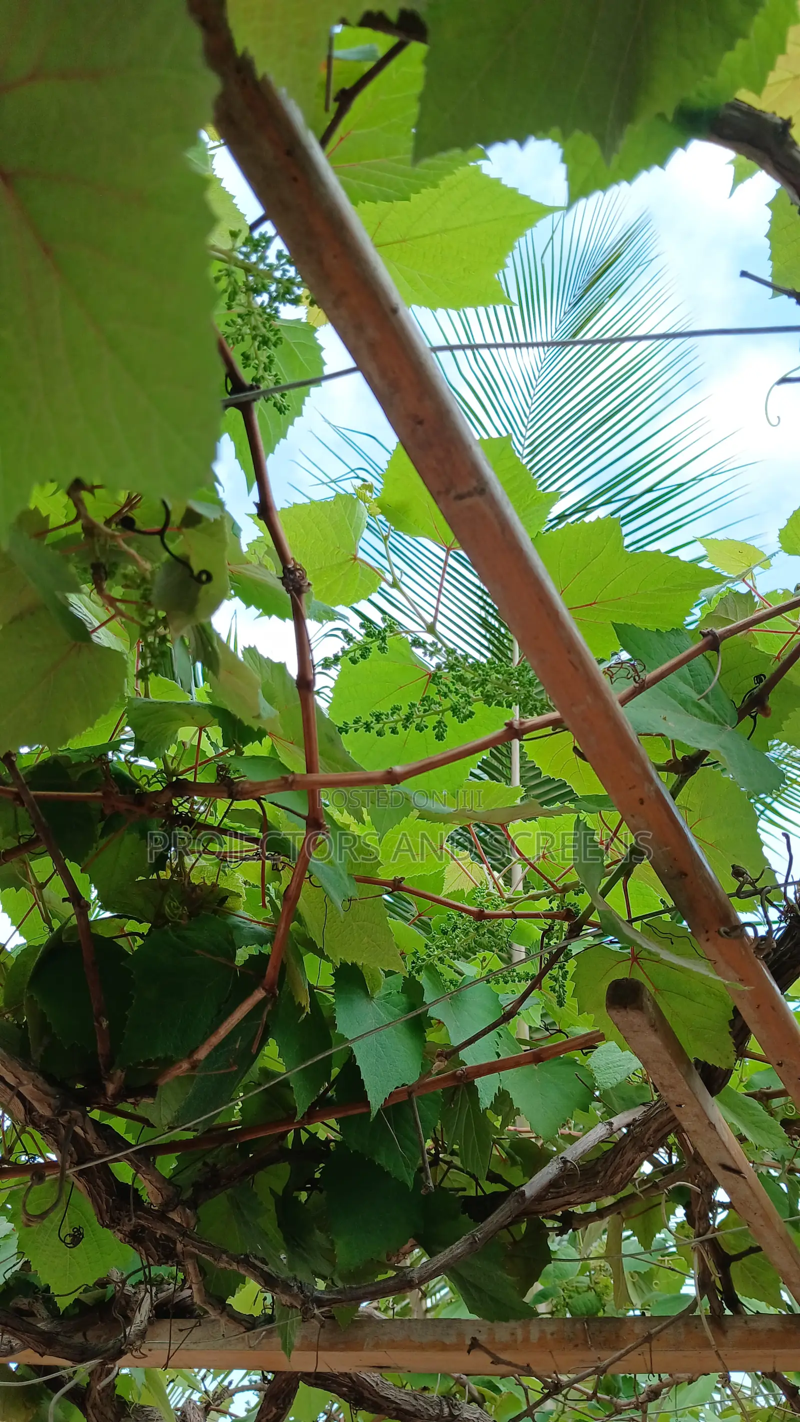 Grapes Prunning Service