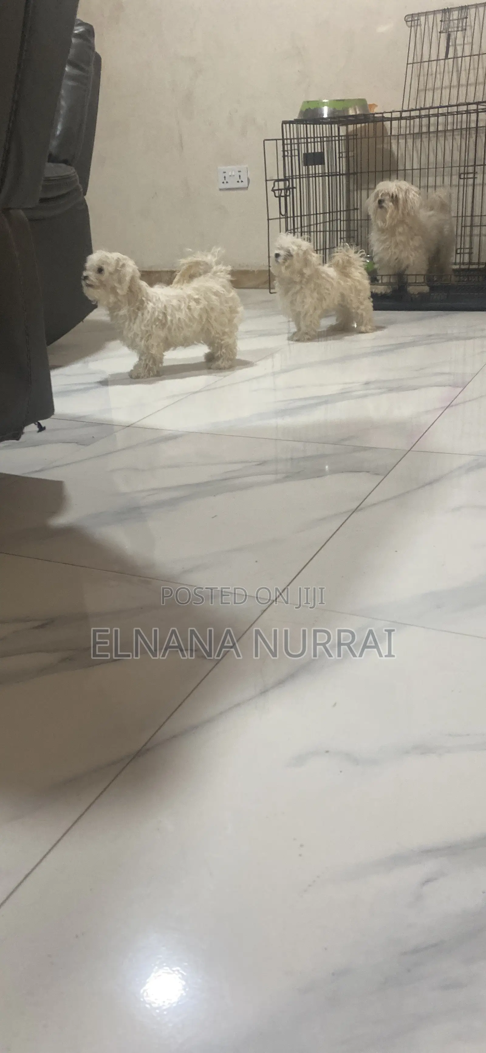 1-3 months Male Purebred Maltese