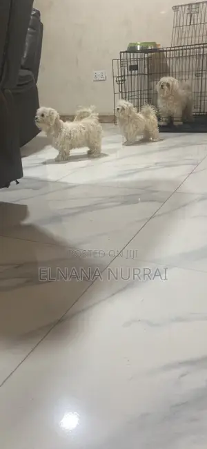 1-3 months Male Purebred Maltese