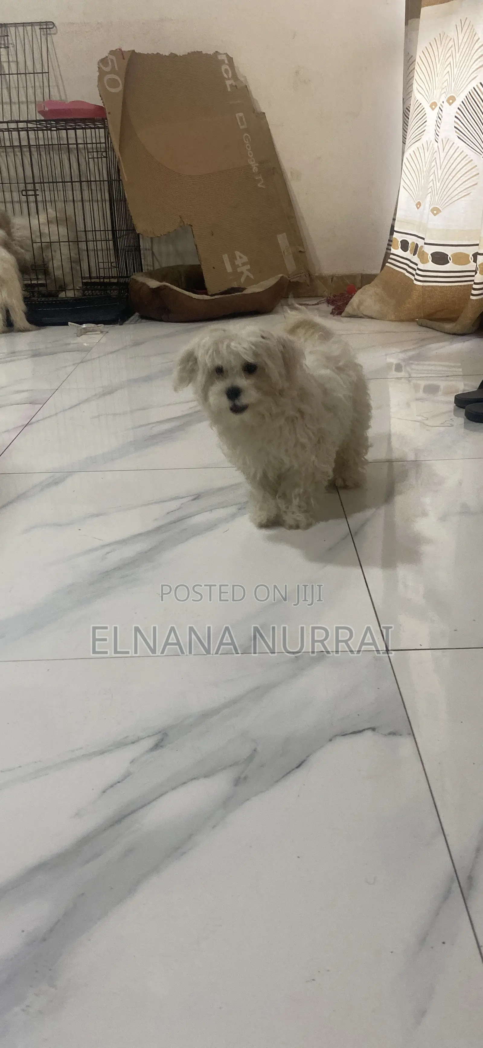 1-3 months Male Purebred Maltese