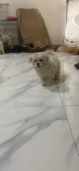 1-3 months Male Purebred Maltese