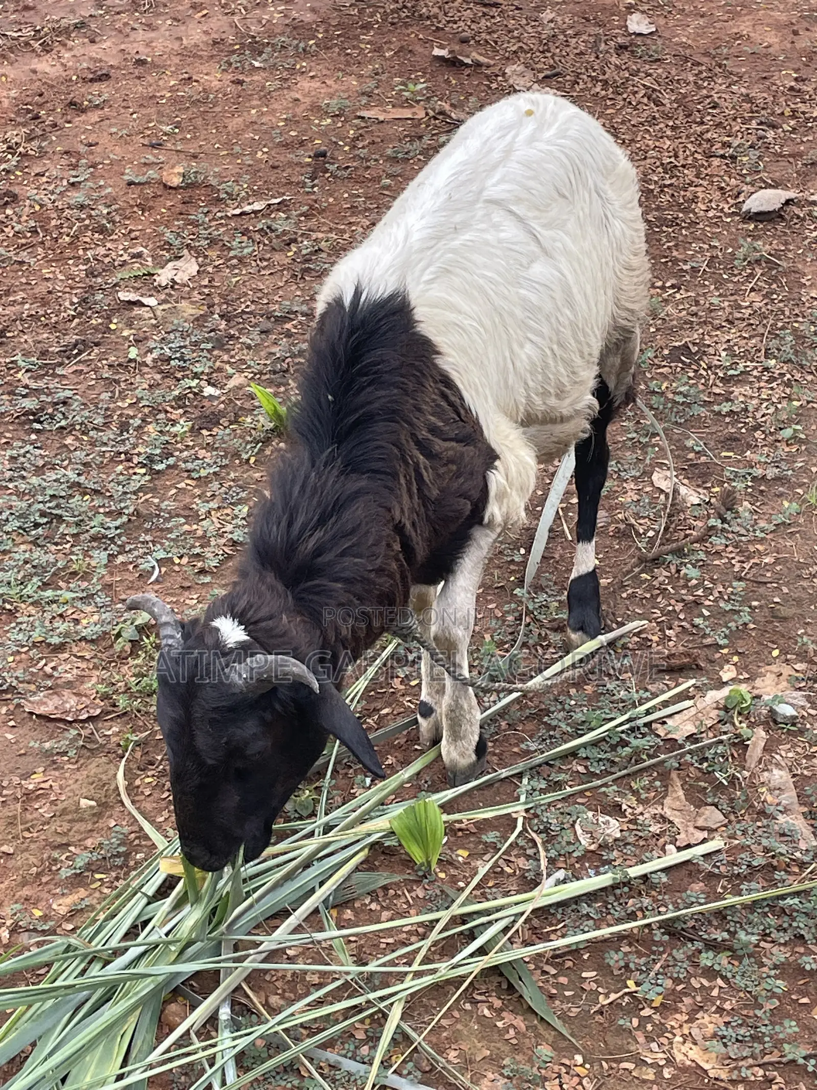 Crossed Breed Ram