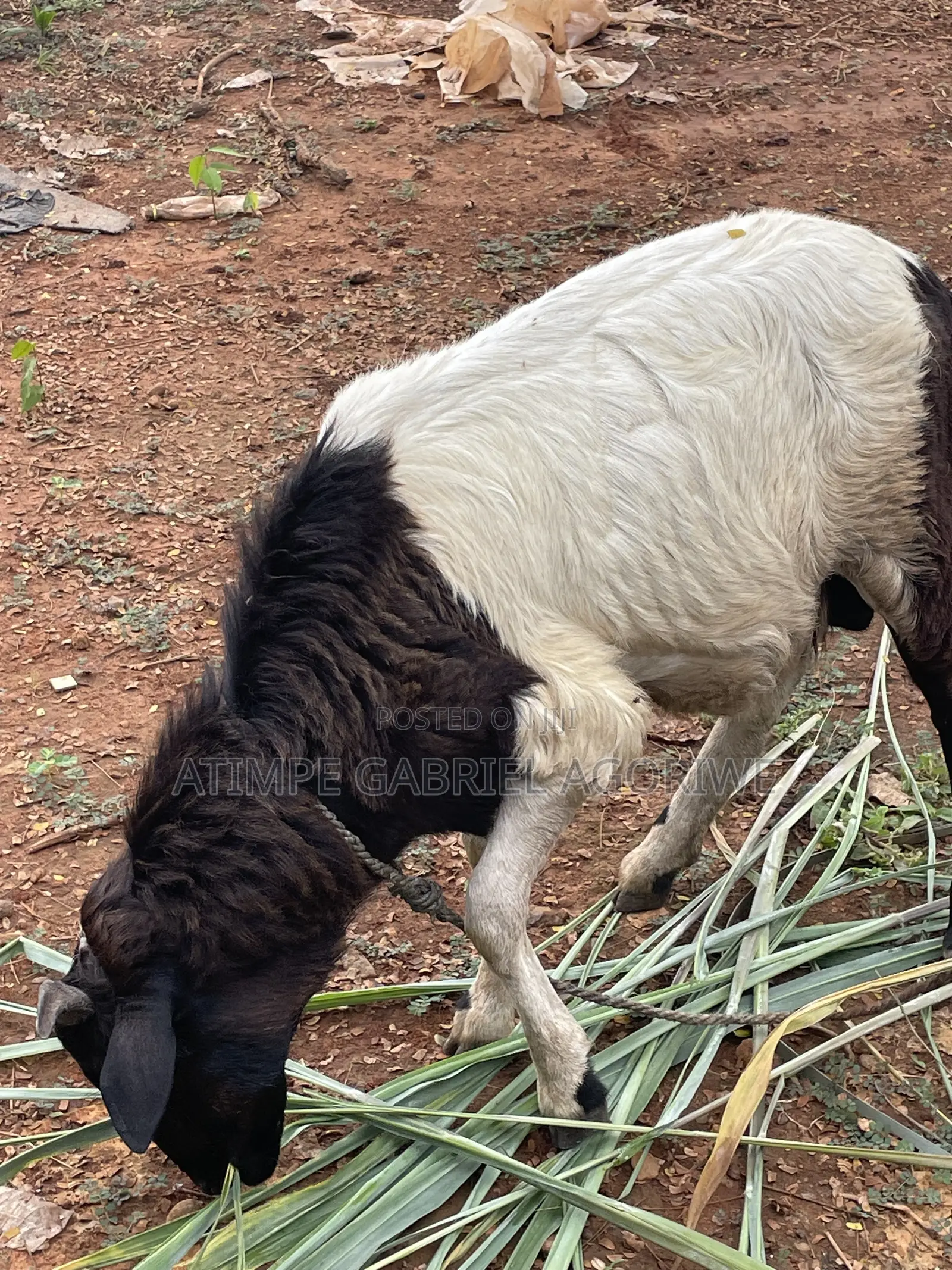 Crossed Breed Ram