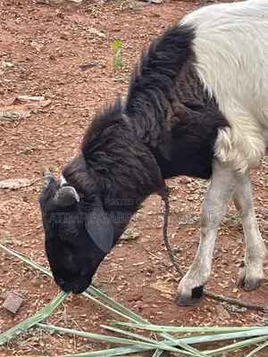 Crossed Breed Ram