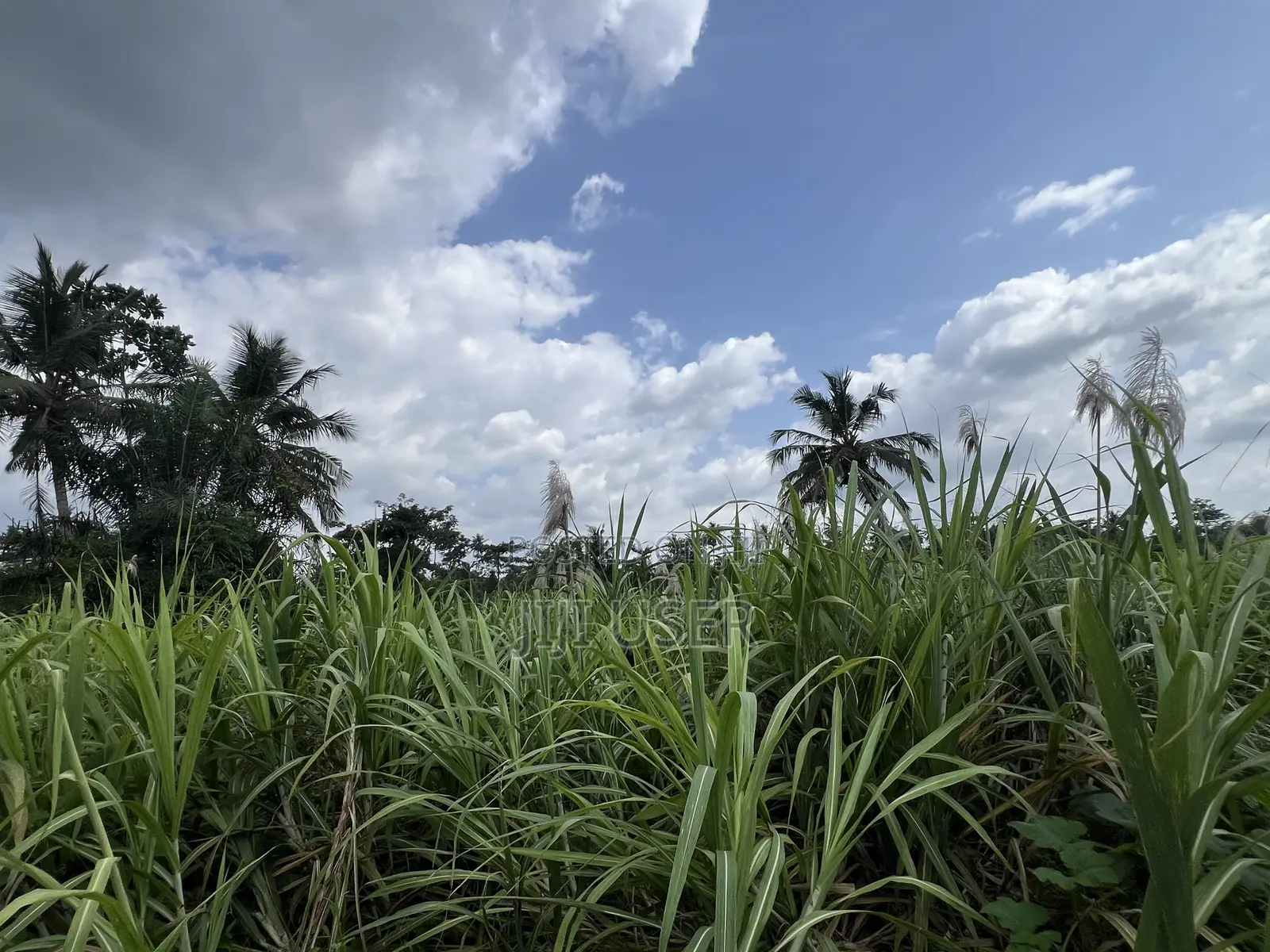 Raw Harvested Sugar Cane for Sale