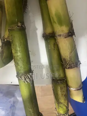 Raw Harvested Sugar Cane for Sale