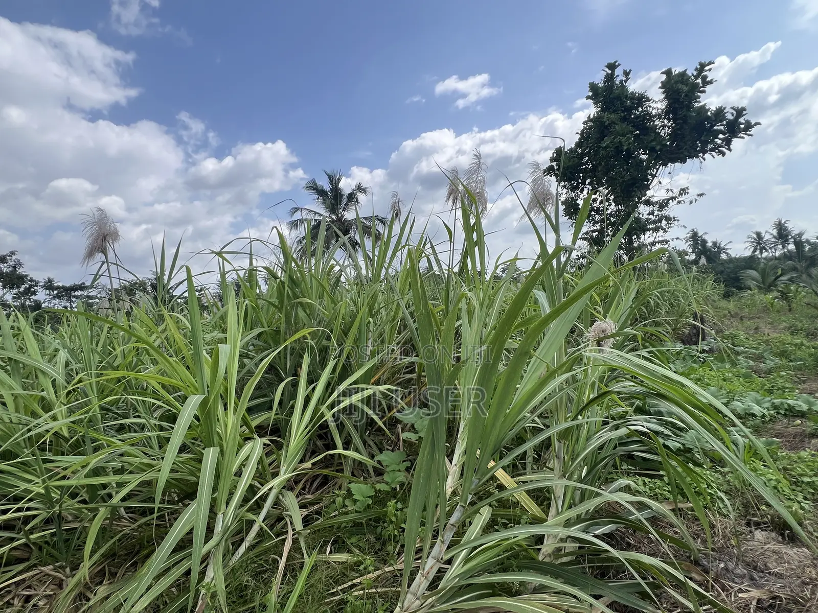 Raw Harvested Sugar Cane for Sale
