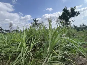 Raw Harvested Sugar Cane for Sale