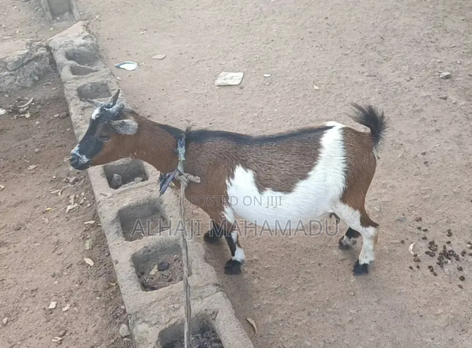 Nice Female Goat Seller
