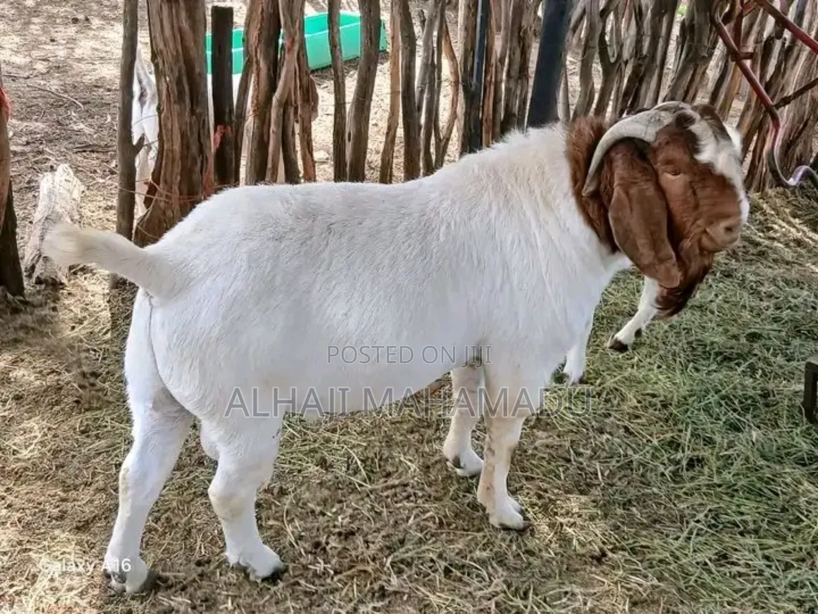 Nice Female Boear Goat Seller
