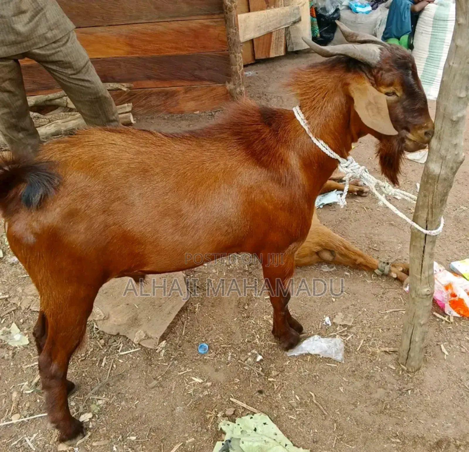 Nice Male Goat Seller