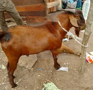 Nice Male Goat Seller