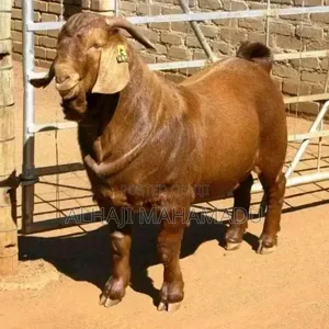 Nice Male Boear Goat Seller