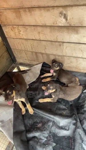 0-1 month Male Mixed Breed Rottweiler
