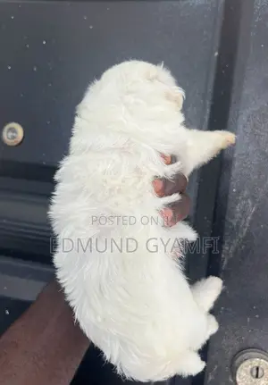 1-3 months Male Purebred Maltipoo