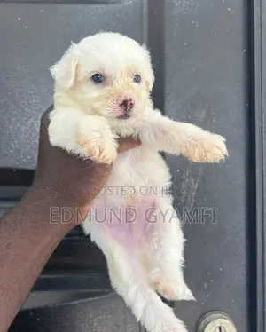 1-3 months Male Purebred Maltipoo