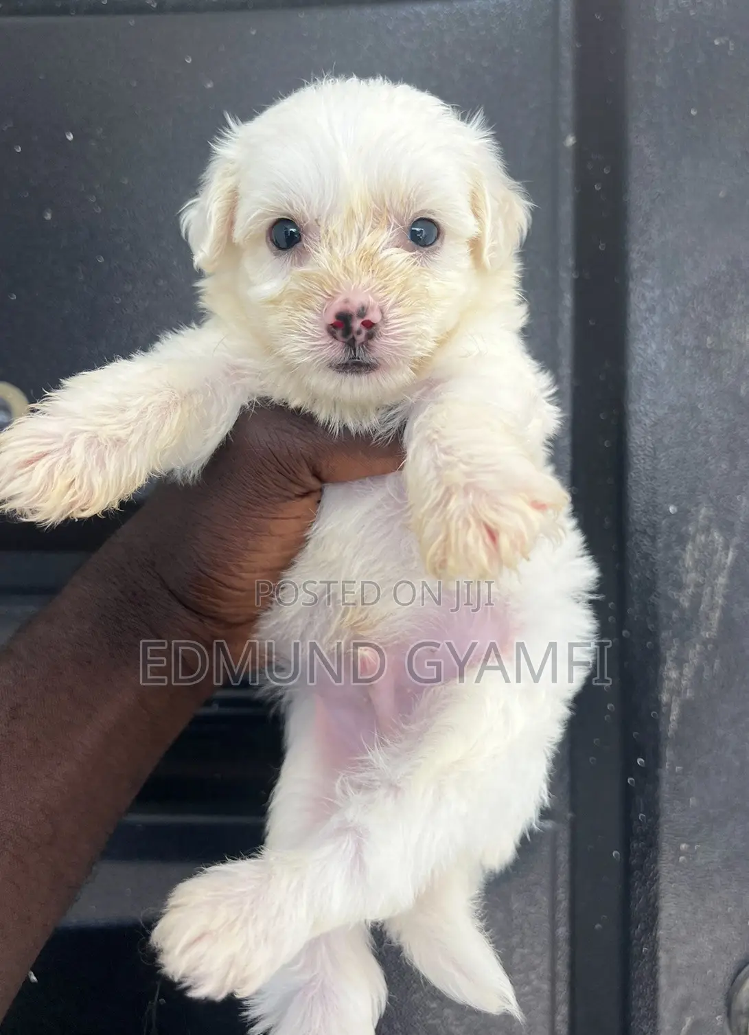 1-3 months Male Purebred Maltipoo