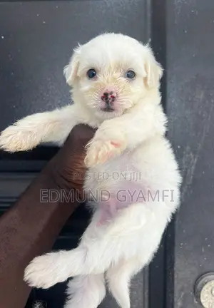 1-3 months Male Purebred Maltipoo