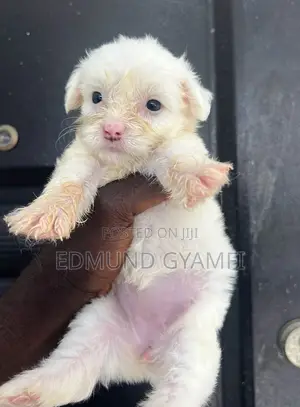 1-3 months Female Purebred Maltipoo